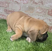 tracie, a female French Bulldog and Bullmastiff for sale in Donnellson, IA – Photo 4 of 5