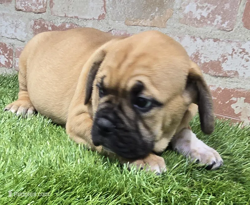 tracie – French Bulldog, Bullmastiff puppy for sale in Donnellson, IA