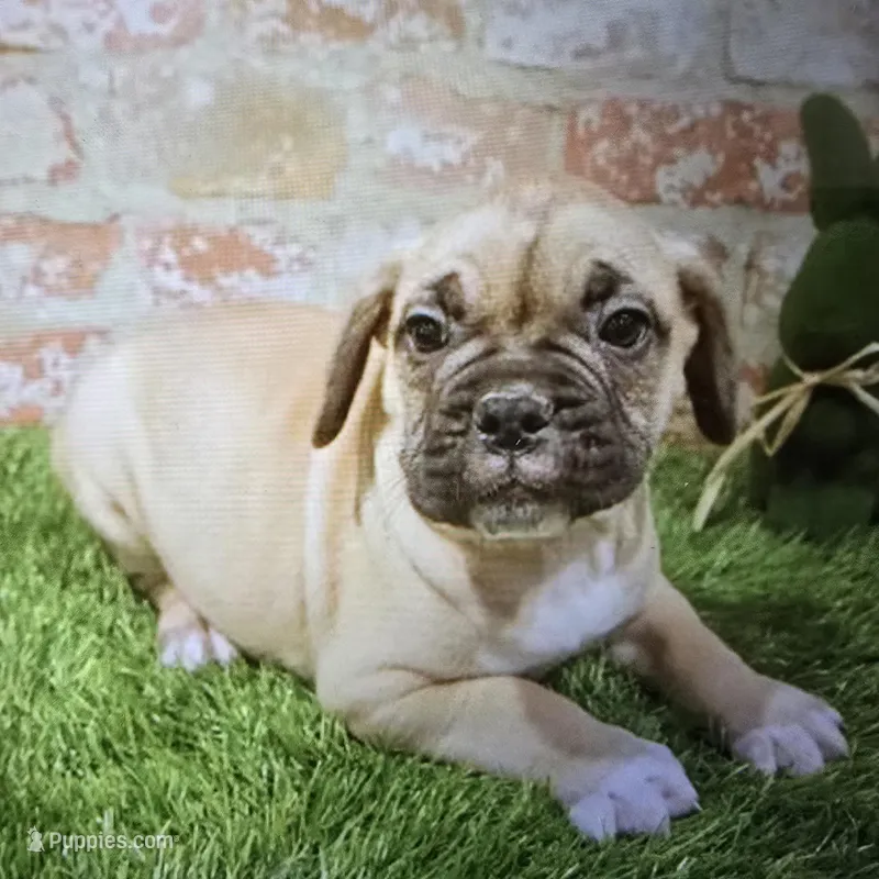 marcie – French Bulldog, Bullmastiff puppy for sale in Donnellson, IA