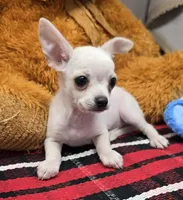 pinto, a male Chihuahua for sale in Donnellson, IA – 1 of 4