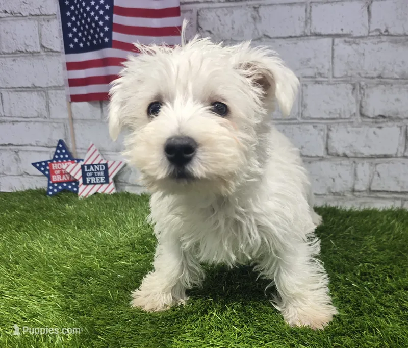 josh – West Highland White Terrier puppy for sale in Donnellson, IA