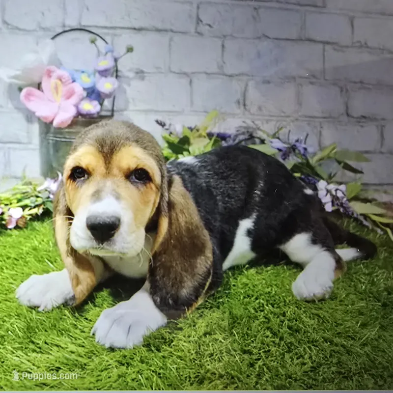 mary – Basset Hound puppy for sale in Donnellson, IA