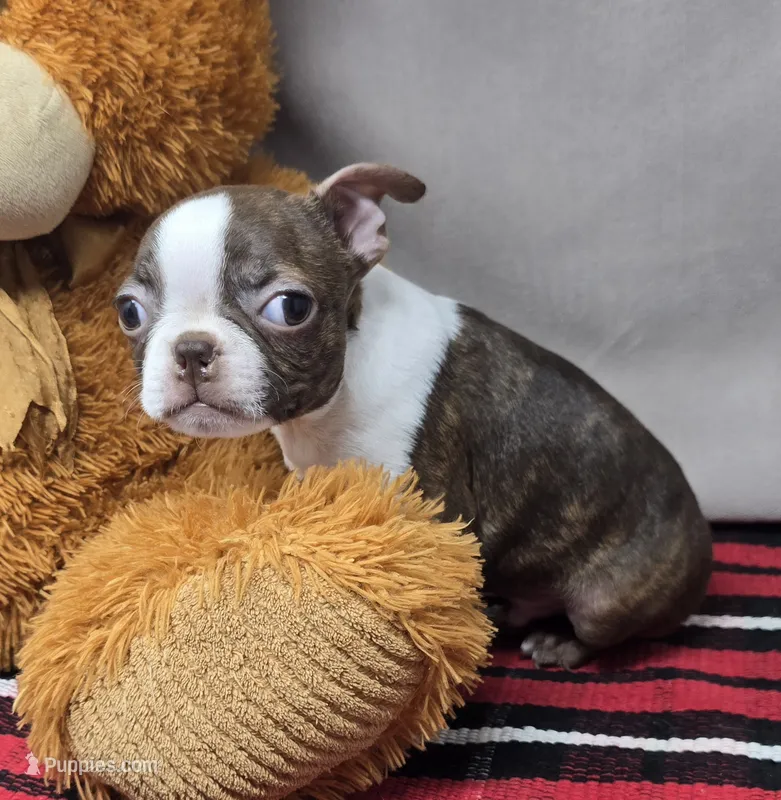 bosco – Boston Terrier puppy for sale in Donnellson, IA