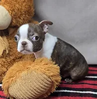 bosco, a male Boston Terrier for sale in Donnellson, IA – 3 of 5