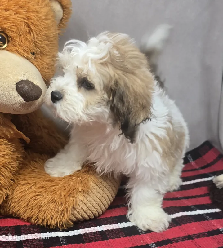 mika – Bichon Frise, Shih Tzu puppy for sale in Donnellson, IA