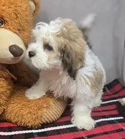mika, a male Bichon Frise and Shih Tzu for sale in Donnellson, IA – 4 of 4
