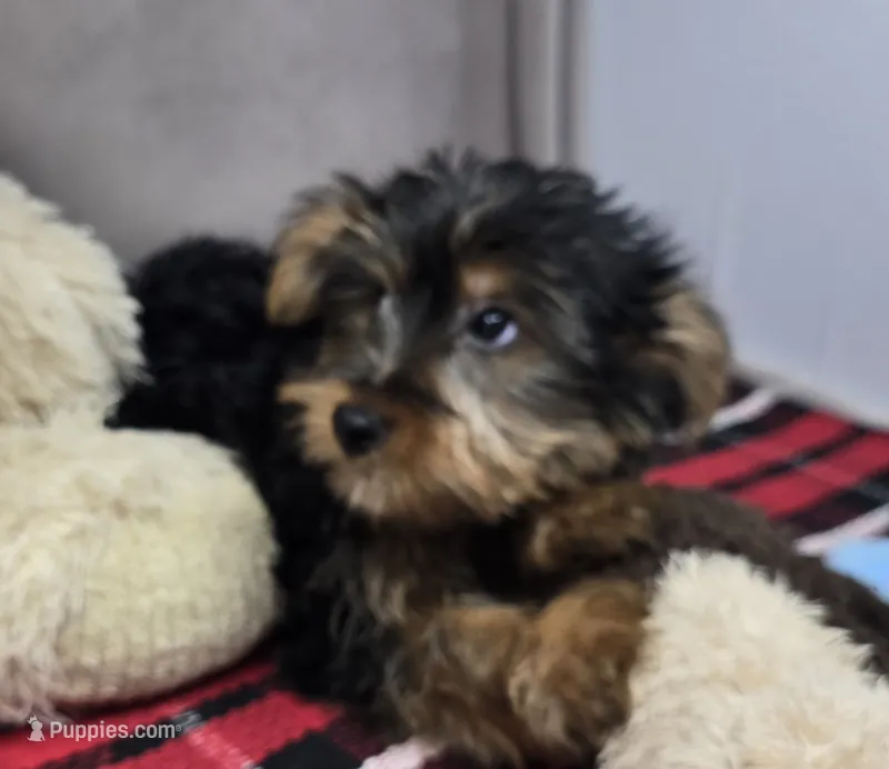 pauly – Yorkshire Terrier puppy for sale in Donnellson, IA