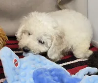 mike, a male Bichon Frise for sale in Donnellson, IA – 2 of 4