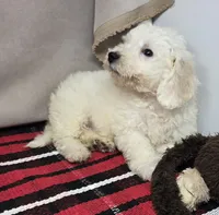 mike, a male Bichon Frise for sale in Donnellson, IA – 3 of 4