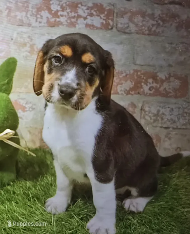 buford – Beagle puppy for sale in Donnellson, IA
