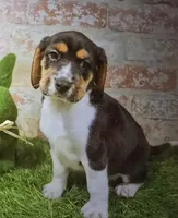 buford, a male Beagle for sale in Donnellson, IA – 1 of 1