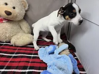 betsee, a female Jack Russell Terrier and Rat Terrier for sale in Donnellson, IA – 4 of 6