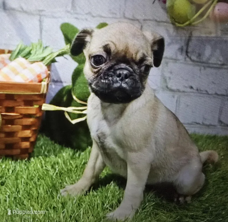 betty – Pug puppy for sale in Donnellson, IA
