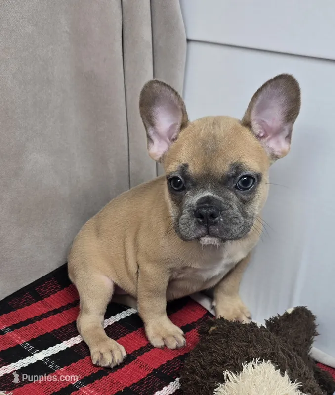 bella – French Bulldog puppy for sale in Donnellson, IA