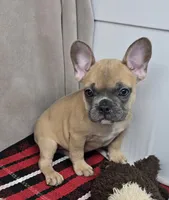 bella, a female French Bulldog for sale in Donnellson, IA – 3 of 5