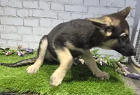 belinda, a female German Shepherd Dog for sale in Donnellson, IA – 2 of 6