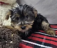 pauly, a male Yorkshire Terrier for sale in Donnellson, IA – 1 of 4