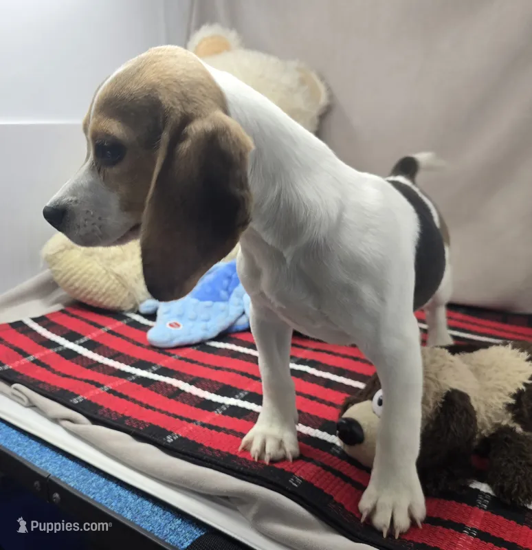 ricky – Beagle puppy for sale in Donnellson, IA