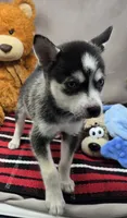 moss, a male Alaskan Klee Kai for sale in Donnellson, IA – 4 of 6