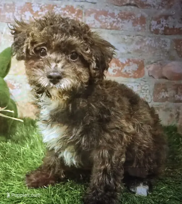 boss – Poodle - Miniature  puppy for sale in Donnellson, IA
