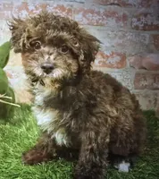 boss, a male Poodle - Miniature  for sale in Donnellson, IA – 1 of 1