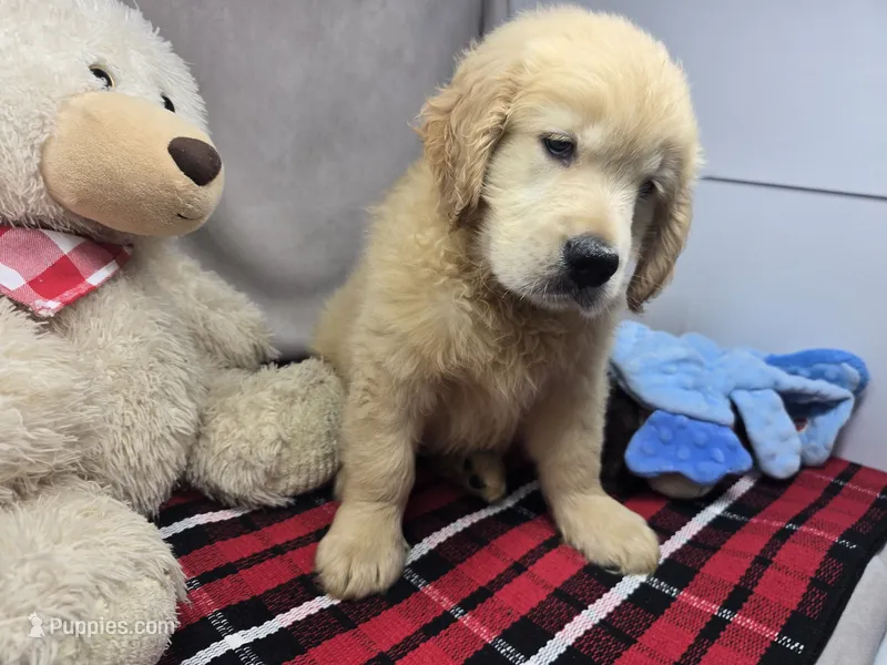 gayle – Golden Retriever puppy for sale in Donnellson, IA