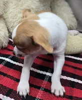morry, a male Chihuahua for sale in Donnellson, IA – 3 of 8