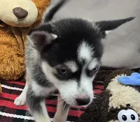 moss, a male Alaskan Klee Kai for sale in Donnellson, IA – 3 of 6