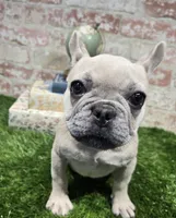 ivy, a female French Bulldog for sale in Donnellson, IA – 4 of 6