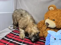 sophie, a female Soft Coated Wheaten Terrier for sale in Donnellson, IA – 5 of 5