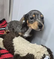 diamond, a female Dachshund for sale in Donnellson, IA – 6 of 6