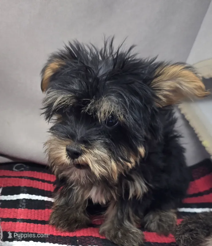 roscoe – Silky Terrier puppy for sale in Donnellson, IA