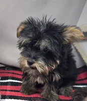 roscoe, a male Silky Terrier for sale in Donnellson, IA – 3 of 4
