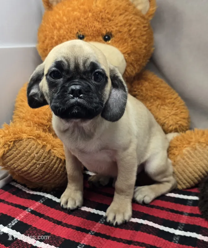 max – Puggle puppy for sale in Donnellson, IA
