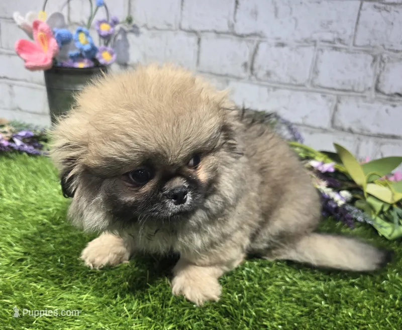 burt – Pekingese puppy for sale in Donnellson, IA