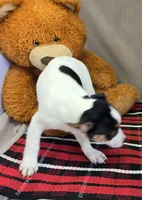 betsee, a female Jack Russell Terrier and Rat Terrier for sale in Donnellson, IA – Photo 3 of 4