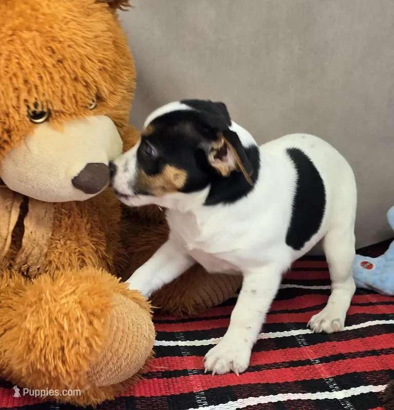 betsee – Jack Russell Terrier, Rat Terrier puppy for sale in Donnellson, IA