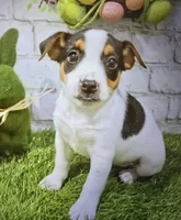 betsee, a female Jack Russell Terrier and Rat Terrier for sale in Donnellson, IA – Photo 2 of 4