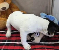 betsee, a female Jack Russell Terrier and Rat Terrier for sale in Donnellson, IA – Photo 4 of 4