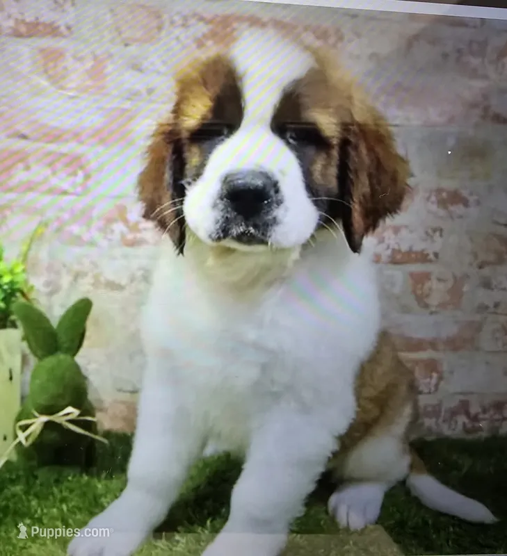 mat – Saint Bernard puppy for sale in Donnellson, IA