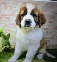 mat, a male Saint Bernard for sale in Donnellson, IA – 1 of 1