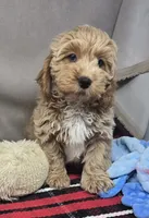 barnry, a male Cockapoo for sale in Donnellson, IA – 1 of 5