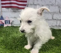 jerry, a male West Highland White Terrier for sale in Donnellson, IA – 5 of 8