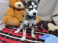 moss, a male Alaskan Klee Kai for sale in Donnellson, IA – 2 of 6