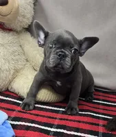 Adelaide , a female French Bulldog for sale in Donnellson, IA – 1 of 3