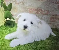 josh, a male West Highland White Terrier for sale in Donnellson, IA – 2 of 6