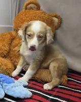mistique, a female Miniature Australian Shepherd for sale in Donnellson, IA – 3 of 4