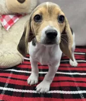 randy, a male Beagle for sale in Donnellson, IA – 3 of 6