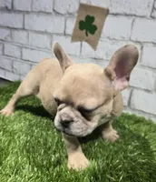 danielle, a female French Bulldog for sale in Donnellson, IA – Photo 2 of 5