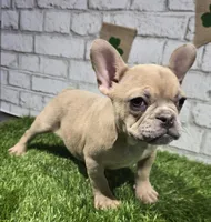 danielle, a female French Bulldog for sale in Donnellson, IA – Photo 1 of 5